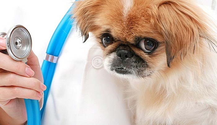 Danish Healthcare Sytem - Garlowski - sick puppy